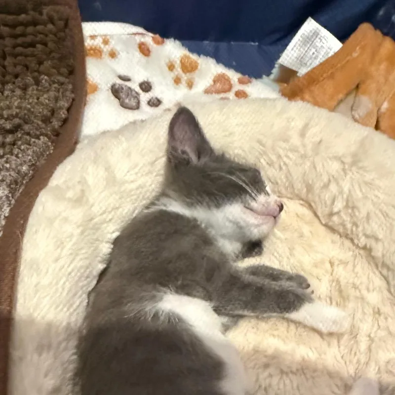 A baby small-sized female Gray / Blue / Silver Domestic Short Hair cat named Rowan for adoption in Silver Spring, MD