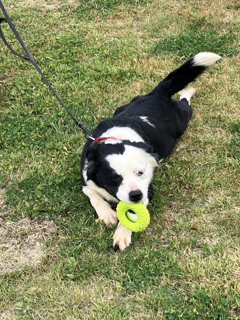 Blanchecrawling With Cuteness