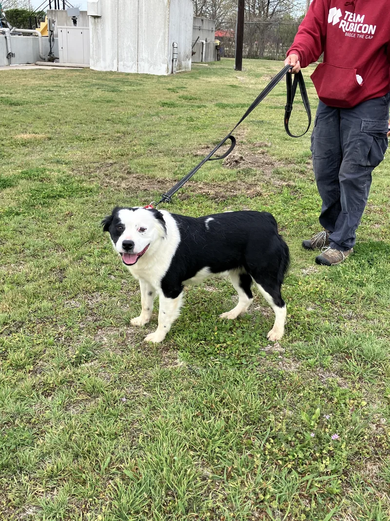 Blanchecrawling With Cuteness thumbnail 2