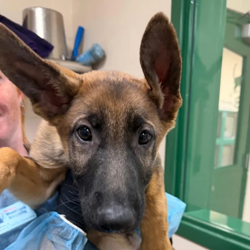 A baby small-sized male German Shepherd Dog dog named Spike for adoption in Reno, NV