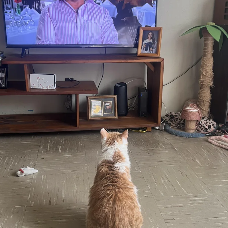An adult large-sized male Orange & White Domestic Short Hair cat named Tank for adoption in New York, NY