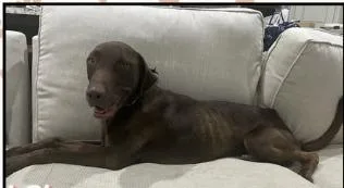 An adult large-sized female Labrador Retriever dog named D'Va for adoption in Mesa, AZ