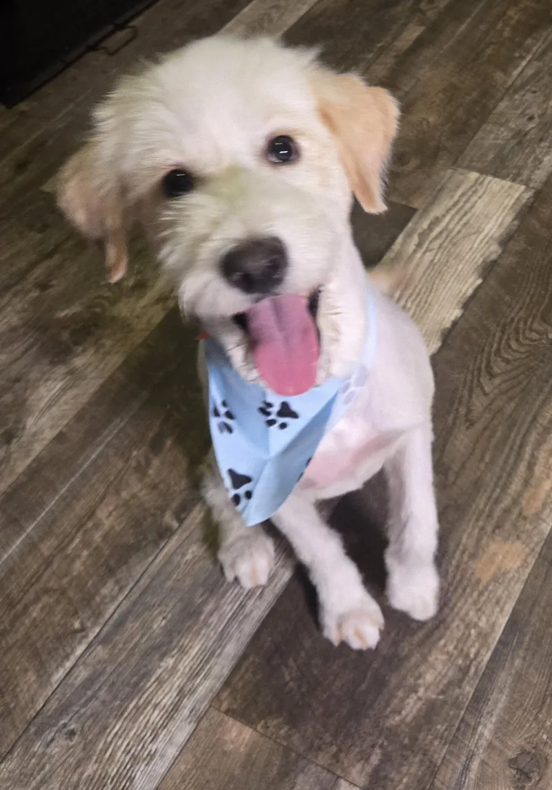 A young medium-sized male White / Cream Wheaten Terrier dog named Benny for adoption in Edinburg, TX