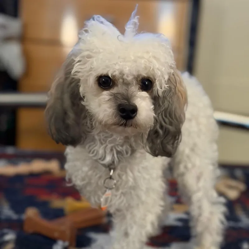 An adult small-sized male White / Cream Poodle (Toy) dog named Teepee for adoption in Kansas City, MO