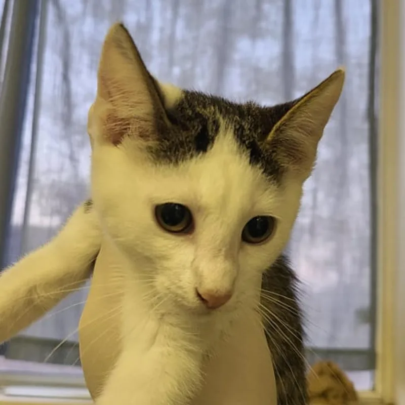 An adult small-sized female White Domestic Short Hair cat named Snow for adoption in Hemet, CA