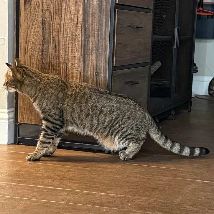 An adult medium-sized female Domestic Short Hair cat named Chestnut C now Taylor for adoption in Prosper, TX