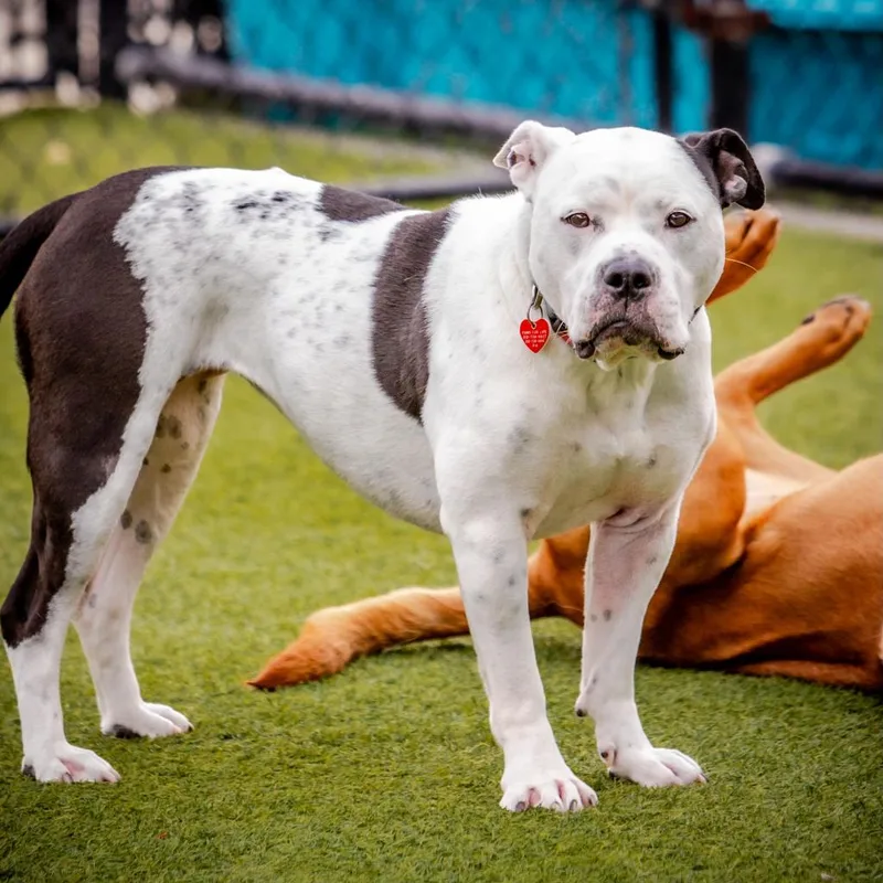 Storie A thumbnail 4