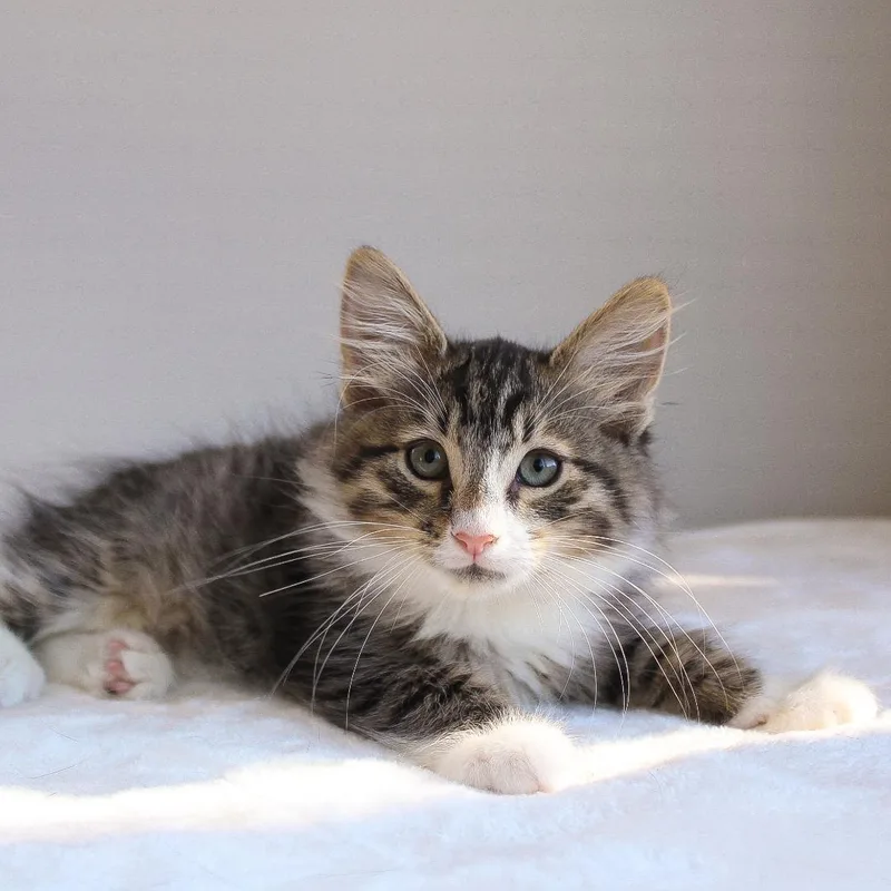 A baby medium-sized male Tabby (Brown / Chocolate) Tabby cat named Moses for adoption in Wayne, NJ