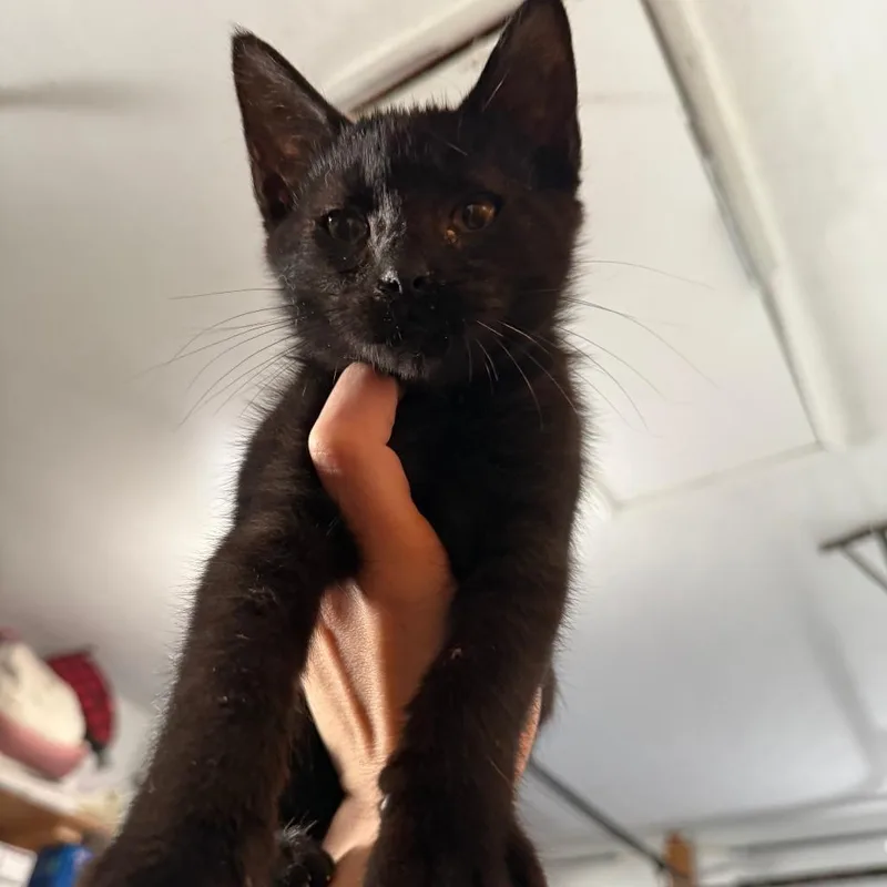 A baby small-sized male Black Domestic Medium Hair cat named Aries for adoption in Richmond, IN
