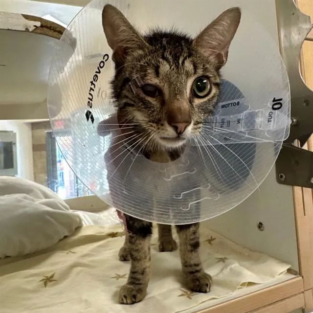 An adult medium-sized male Domestic Short Hair cat named Froggy for adoption in Riverside, CA
