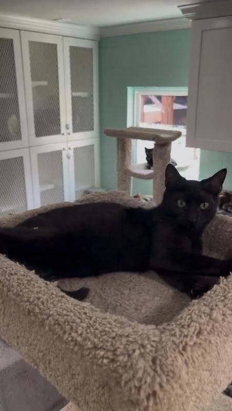 An adult small-sized male Black Domestic Short Hair cat named Mojito for adoption in San Leon, TX