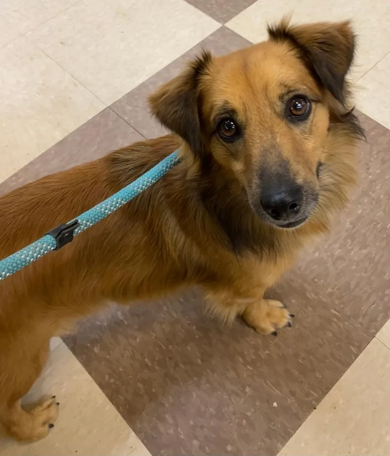 An adult small-sized male Red / Chestnut / Orange Dachshund (Long Haired) dog named Henry for adoption in Post, TX