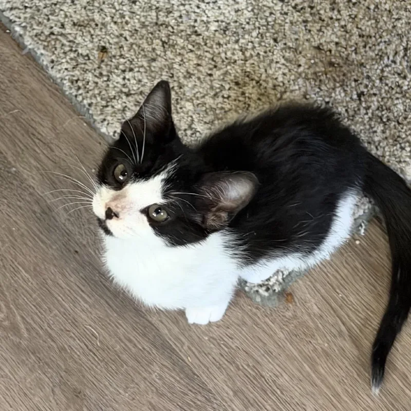 A baby small-sized male Black Domestic Short Hair cat named Ferd for adoption in Buffalo, MN