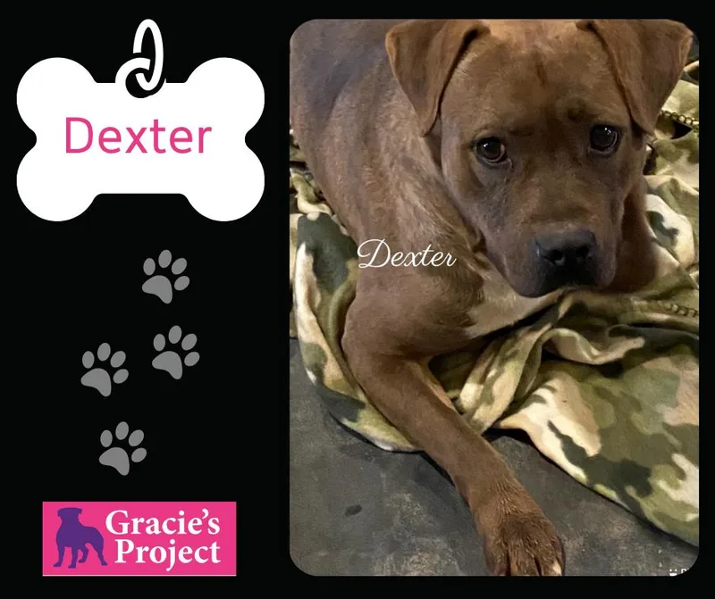 An adult medium-sized male Pit Bull Terrier dog named Dexter for adoption in Canyon, TX