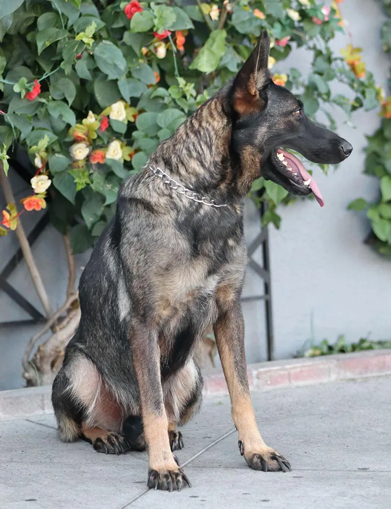 A young medium-sized female Black German Shepherd Dog dog named Jasmine von Jameln for adoption in Los Angeles, CA