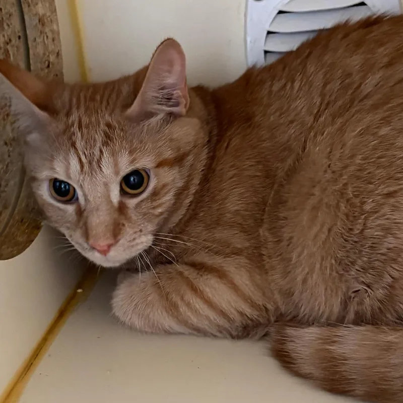 A young medium-sized male Orange / Red Domestic Short Hair cat named Crew for adoption in Tulsa, OK