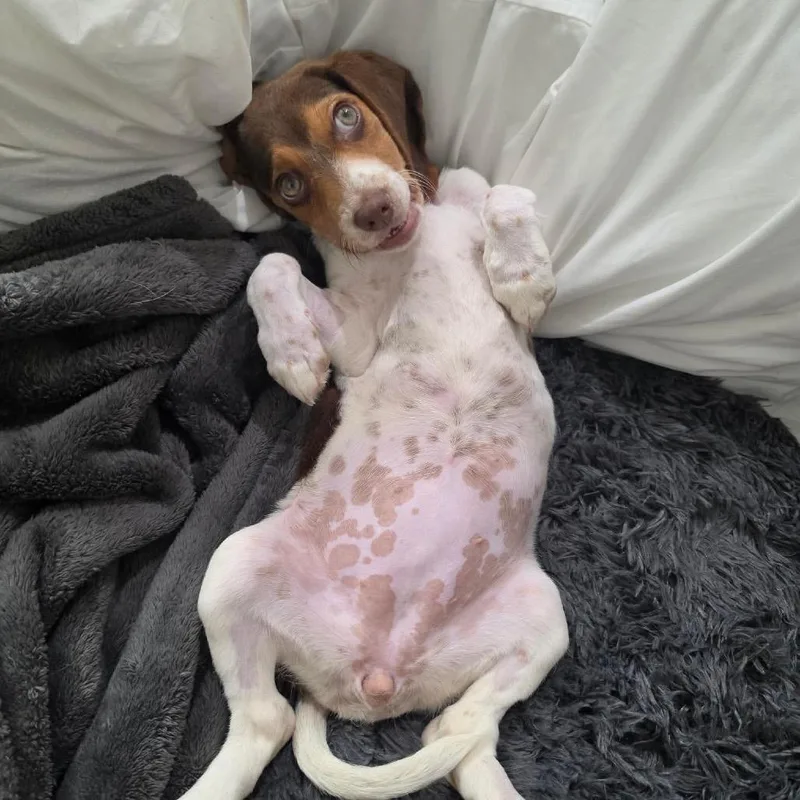 A baby medium-sized female White / Cream Beagle dog named Jodie for adoption in Pearland, TX