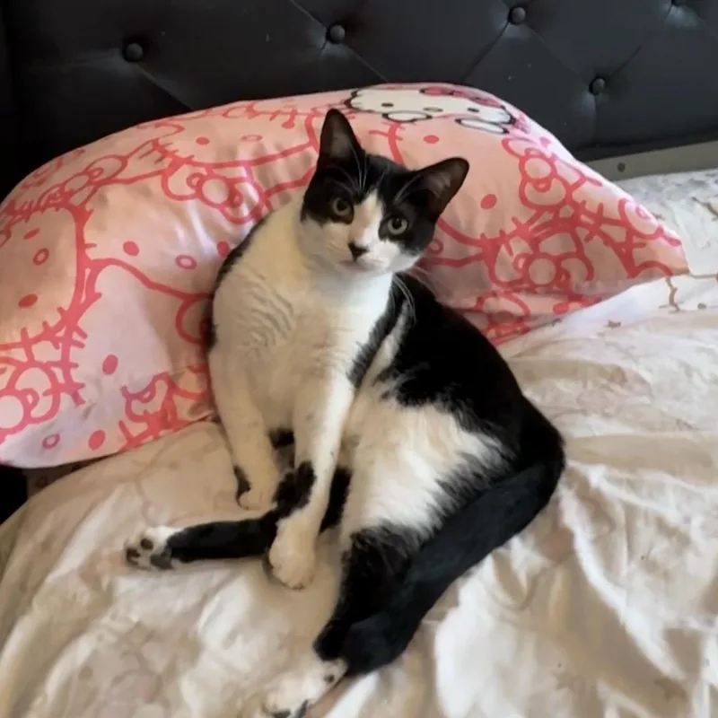 A young small-sized female Black & White / Tuxedo American Shorthair cat named Infinity for adoption in Brooklyn, NY