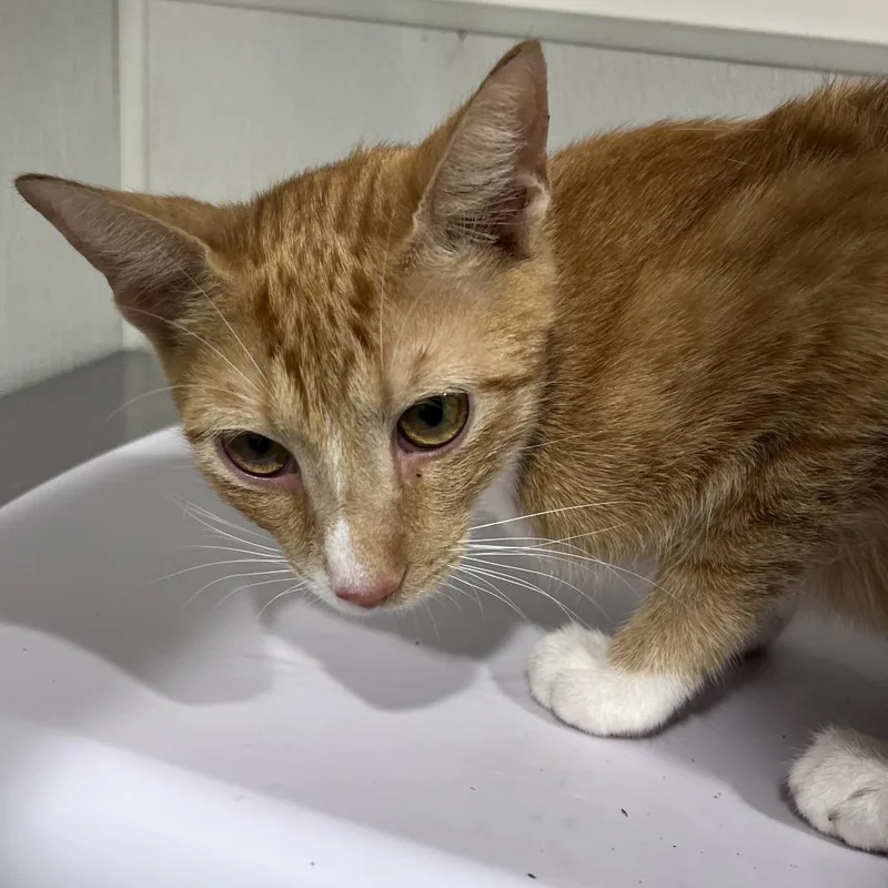 An adult medium-sized female Orange / Red Domestic Short Hair cat named Morticia for adoption in Tampa, FL