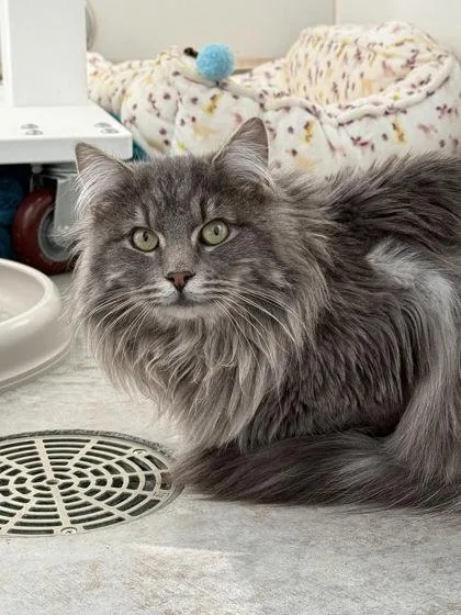 An adult large-sized male Domestic Long Hair cat named Bentley for adoption in Sultan, WA