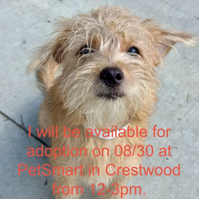 A baby small-sized male Yellow / Tan / Blond / Fawn Mixed Breed dog named Brownie for adoption in Matteson, IL