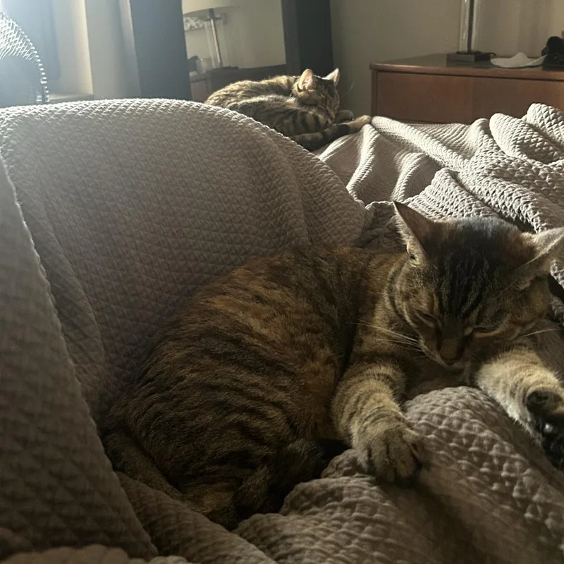An adult medium-sized female Torbie Domestic Short Hair cat named Molasses for adoption in Evanston, IL