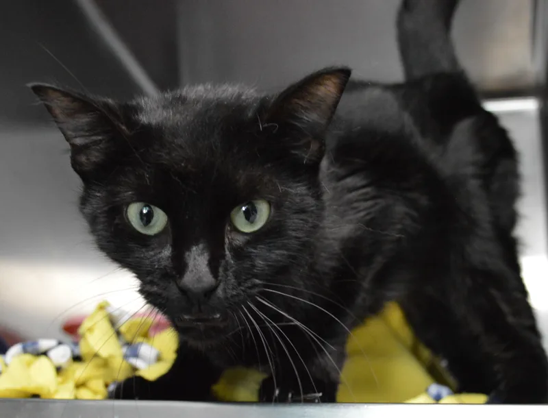 A young medium-sized female Black Domestic Short Hair cat named Bollywood for adoption in House Springs, MO