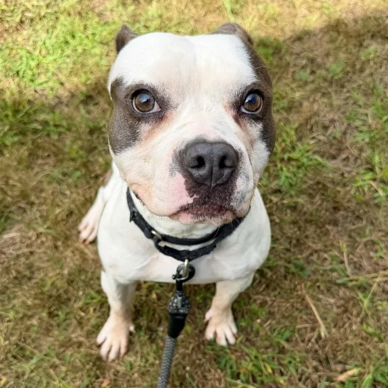 An adult medium-sized female White / Cream Pit Bull Terrier dog named Darla for adoption in Concord, NC