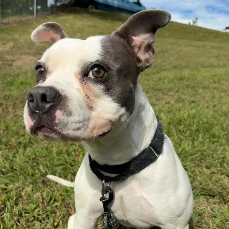 Darla thumbnail 4