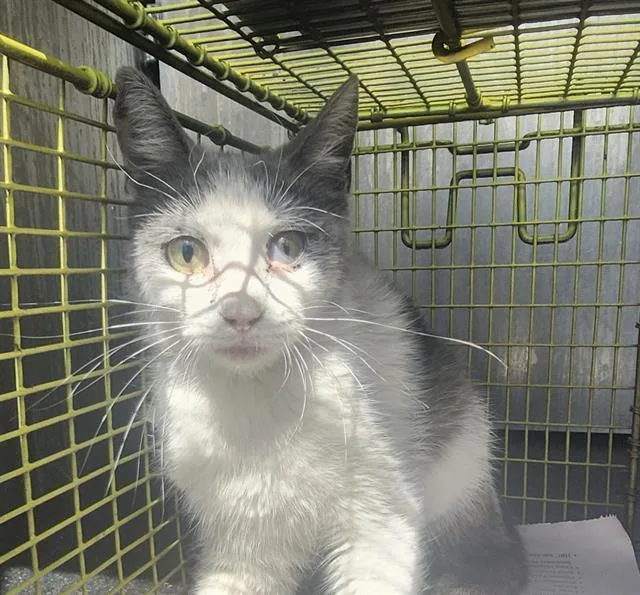 A young medium-sized female Domestic Short Hair cat named Melrose for adoption in San Antonio, TX