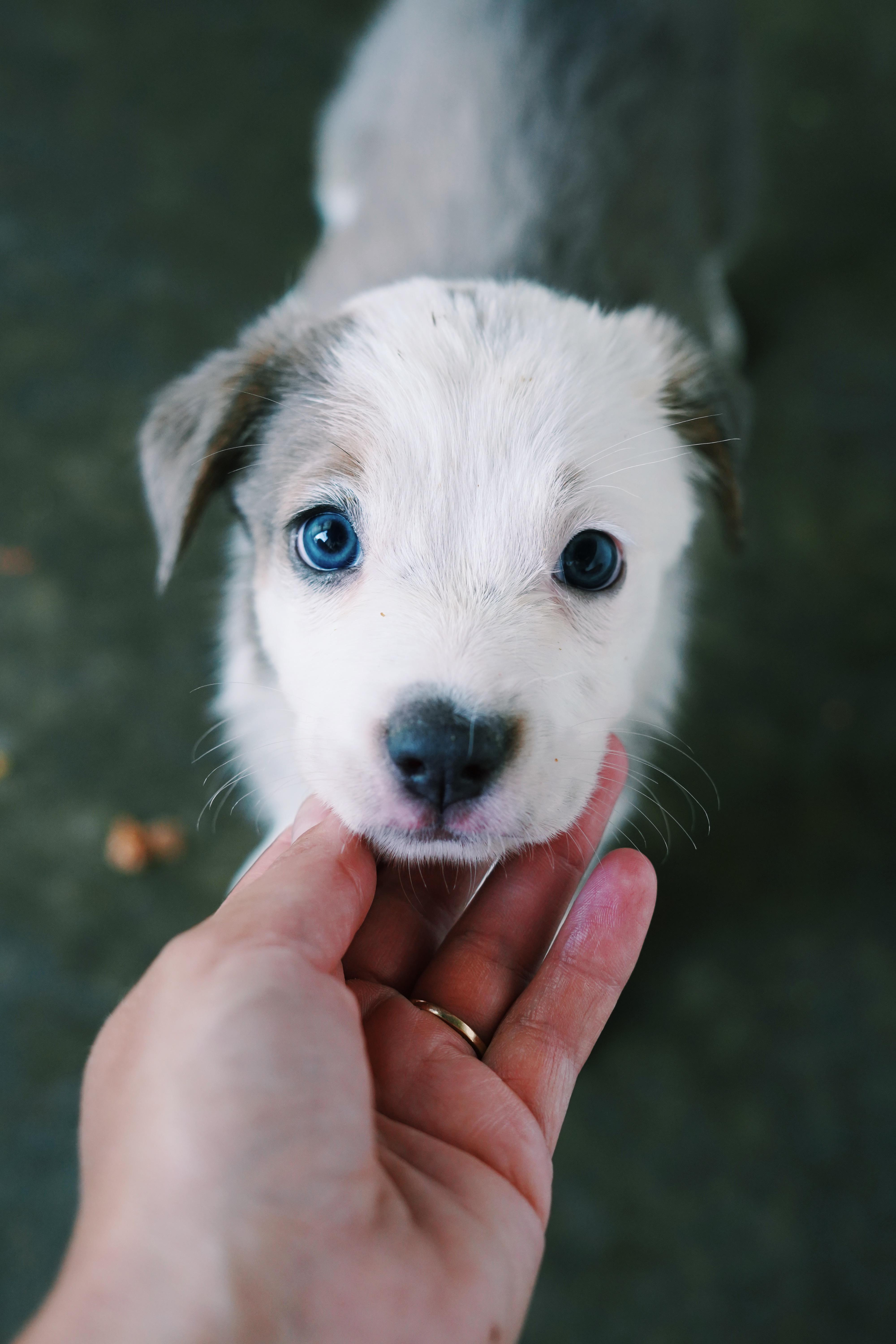 A baby large-sized female Golden Retriever dog named Poppy for adoption in Bixby, OK