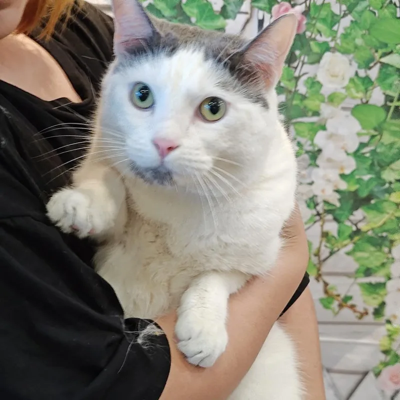 An adult small-sized male White Domestic Short Hair cat named Roland for adoption in Upland, CA