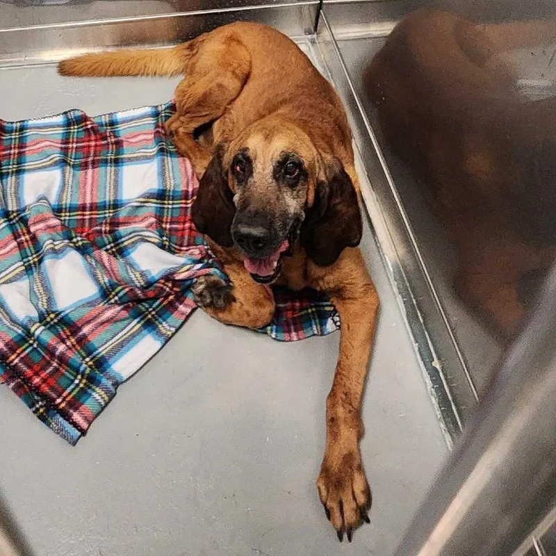 An adult large-sized male Red / Chestnut / Orange Mixed Breed dog named Copper for adoption in Davenport, IA