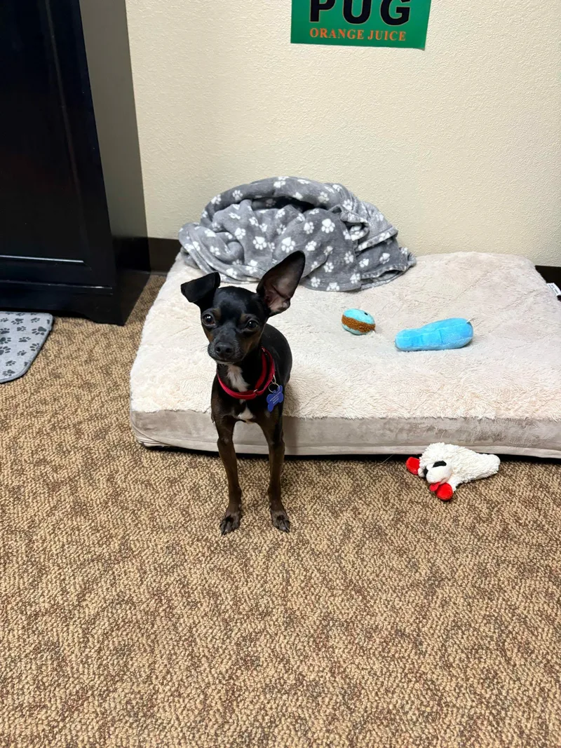 A young small-sized male Chihuahua dog named Slim Shady for adoption in De Pere, WI