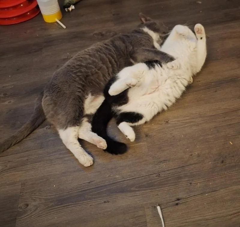 RoughNeck and Oreo