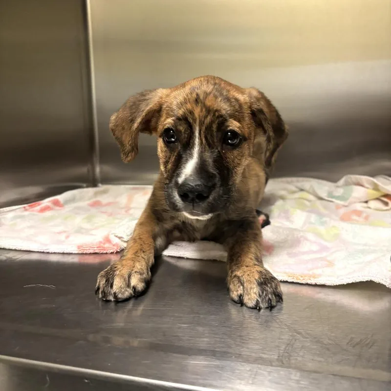 A baby small-sized male Yellow / Tan / Blond / Fawn Mixed Breed dog named Ownermatchreviewvicorydrive for adoption in Columbus, GA