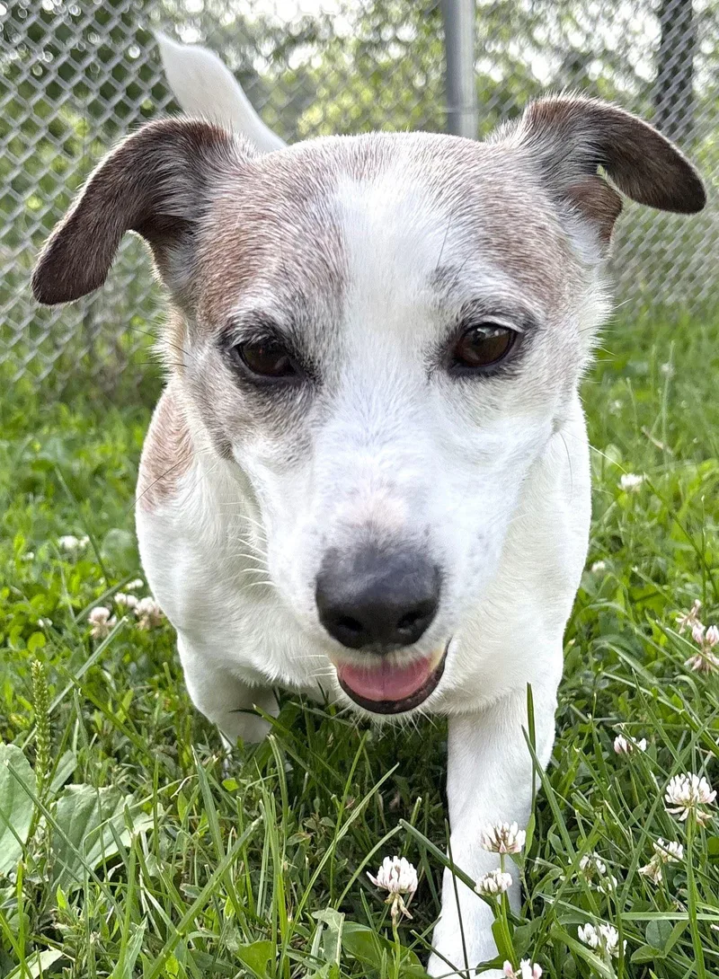 Buddy
