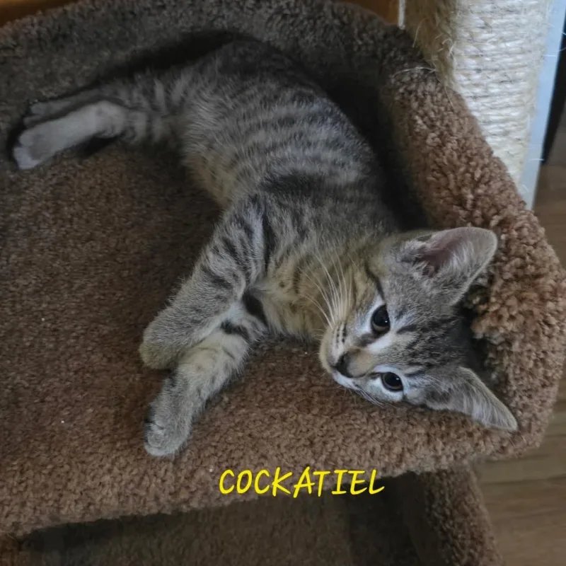 A baby small-sized male Brown / Chocolate Domestic Short Hair cat named Cockatiel for adoption in Parkersburg, WV