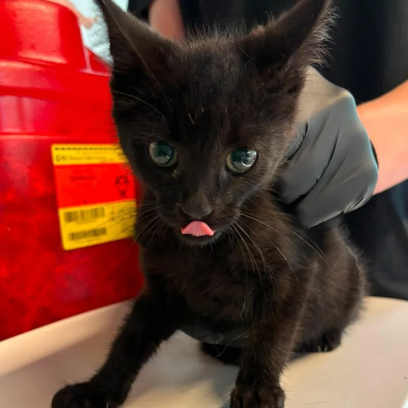 A baby small-sized male Black Domestic Short Hair cat named Chase for adoption in Huntington, WV