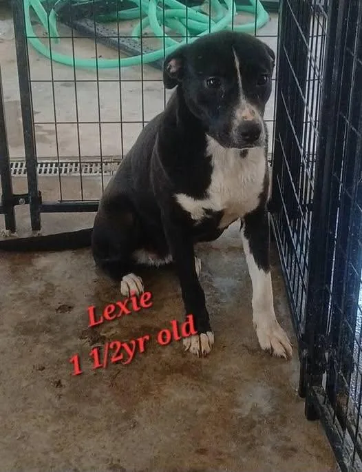 An adult medium-sized female White / Cream Black Labrador Retriever dog named Lexie for adoption in Lonsdale, AR