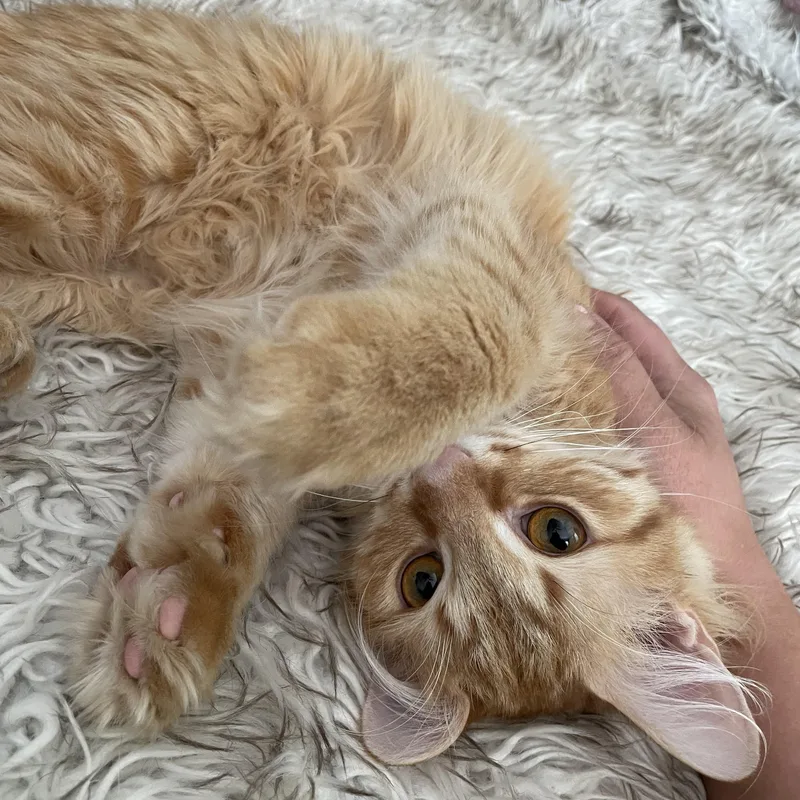 A young medium-sized male Domestic Medium Hair cat named Chuck for adoption in East Lansing, MI