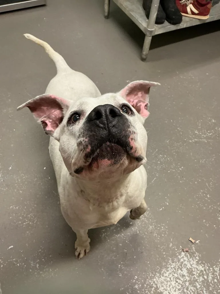 A senior large-sized female Pit Bull Terrier dog named Snowballl for adoption in Dyersburg, TN