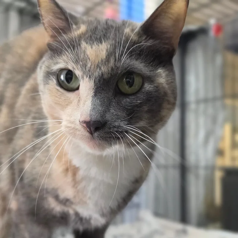 An adult medium-sized female Tortoiseshell Domestic Short Hair cat named Tic Tac  City for adoption in Chino Hills, CA