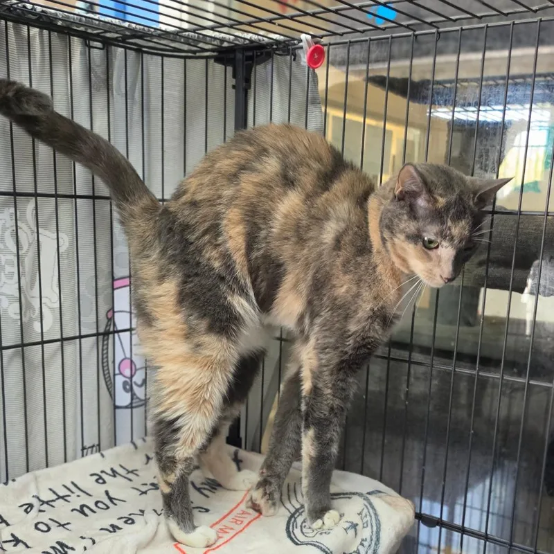 Tic Tac  City thumbnail 2