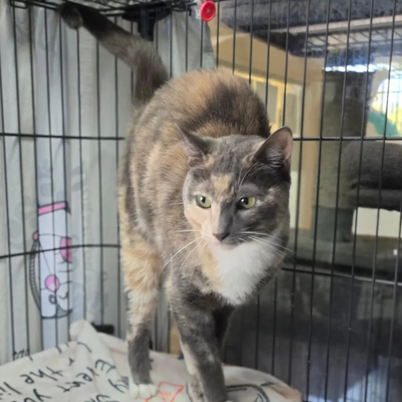 Tic Tac  City thumbnail 3