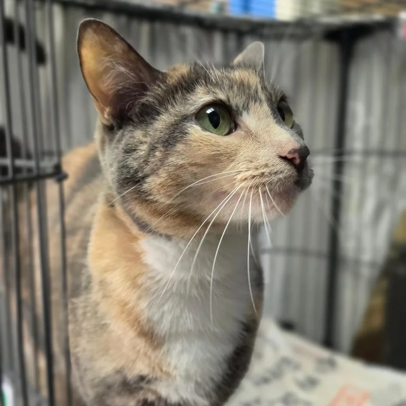 Tic Tac  City thumbnail 4