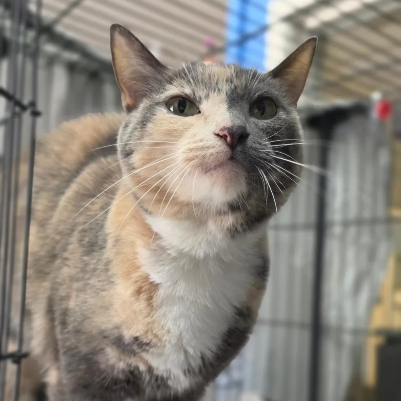 Tic Tac  City thumbnail 5