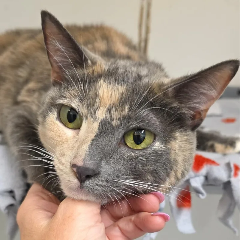 Tic Tac  City thumbnail 6