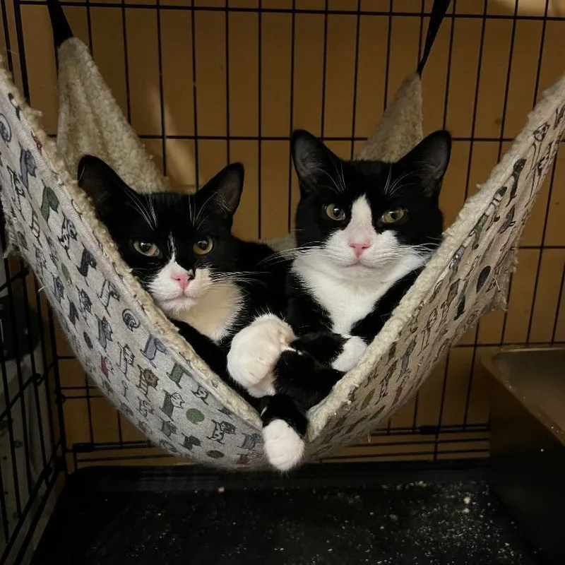 Elf & Nicholas thumbnail 2