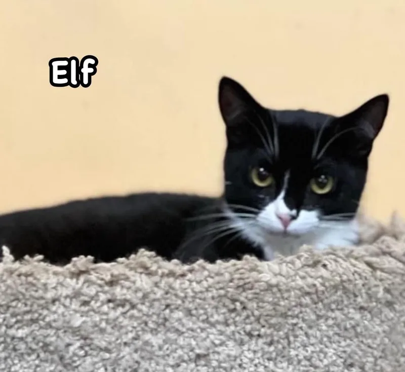 Elf & Nicholas thumbnail 4